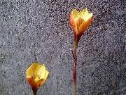 Habranthus tubispathus